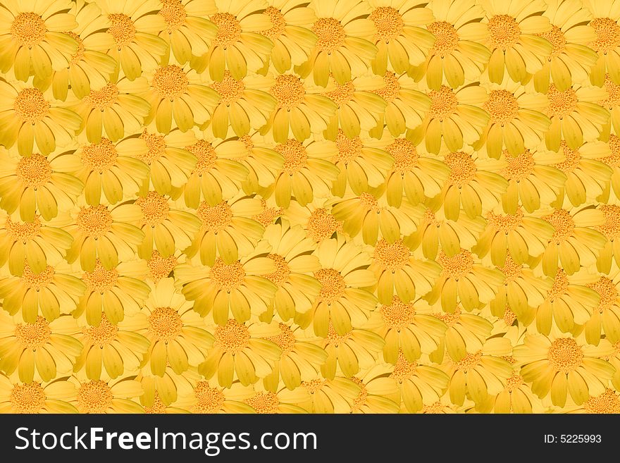 One yellow daisy flower multiplied to many flowers background