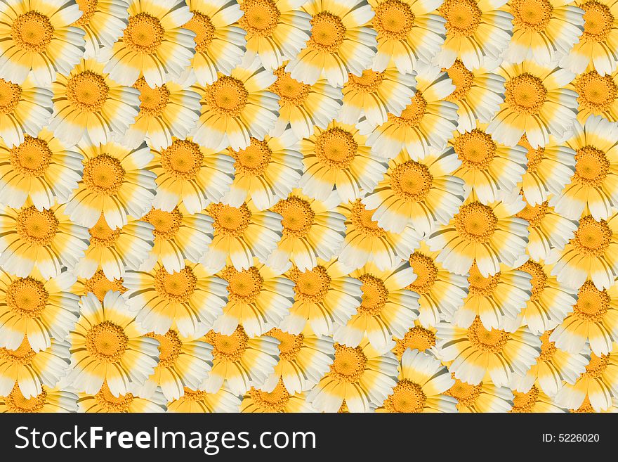 One white and yellow daisy flower multiplied to many flowers background