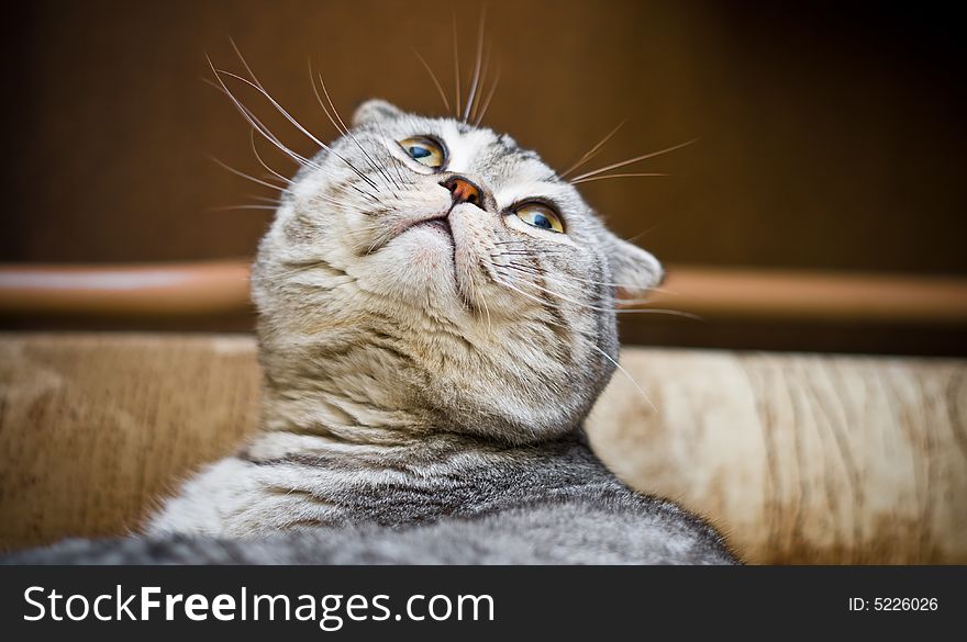 Scottish Fold cat looking up from below