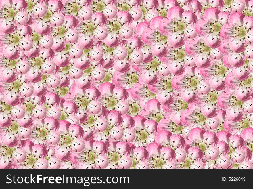 One pink and white flower multiplied to many flowers background
