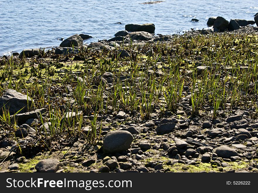 Tall grass growing among rocks at the edge of the ocean. Tall grass growing among rocks at the edge of the ocean