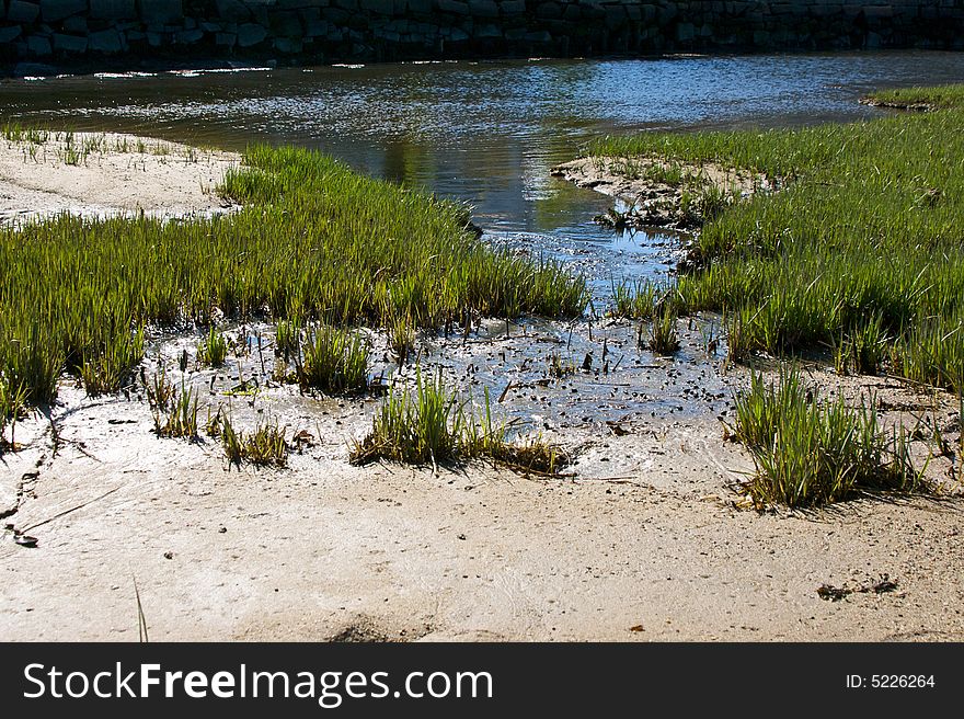 Edge of swamp where it spills out into the ocean showing sand, mud, grass and water. Edge of swamp where it spills out into the ocean showing sand, mud, grass and water