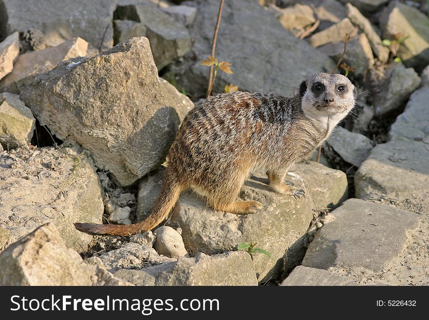 Meerkat (mammal)