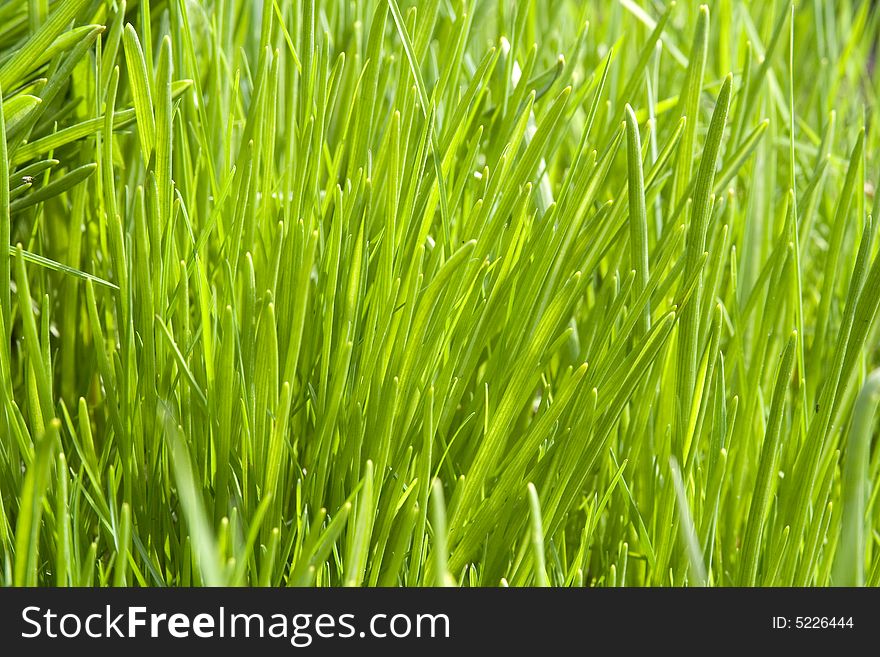 Background from garden green grass
