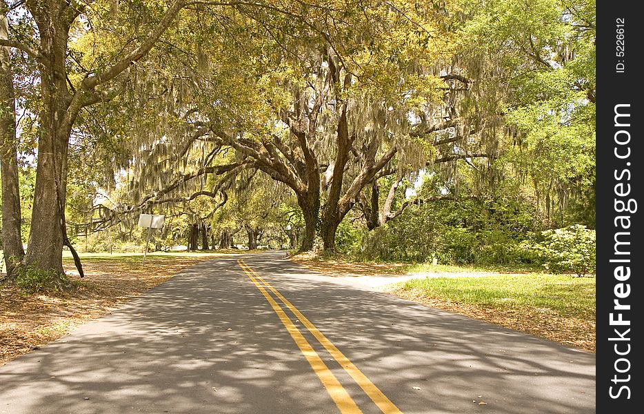 A quiet road through spanish oaks draped oak trees. A quiet road through spanish oaks draped oak trees