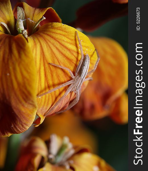 Spider on orange flower petals. Spider on orange flower petals