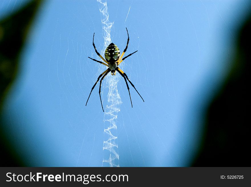 Black and Yellow spider with intricate web detail. Black and Yellow spider with intricate web detail.
