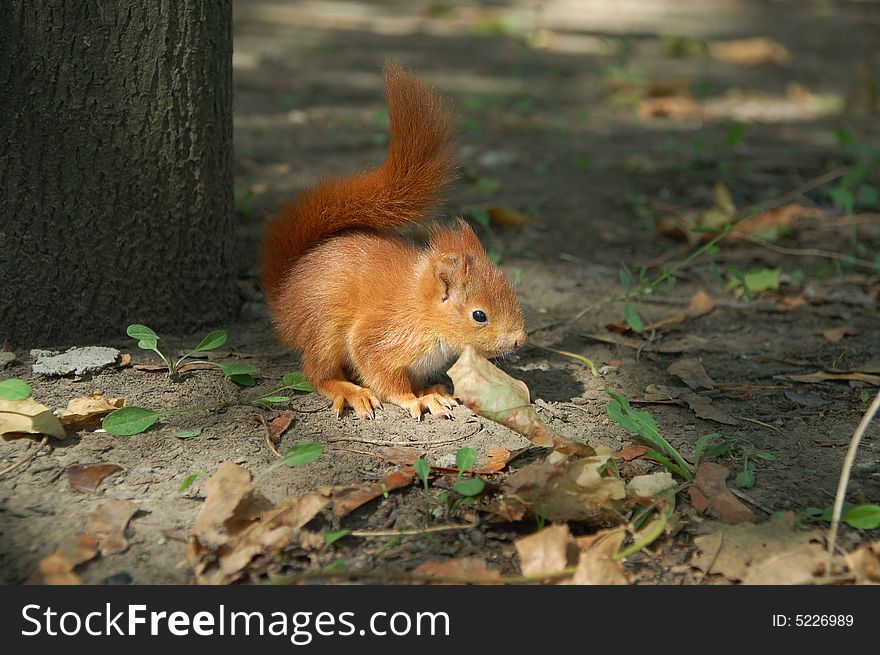Red squirrel sitting near the tree