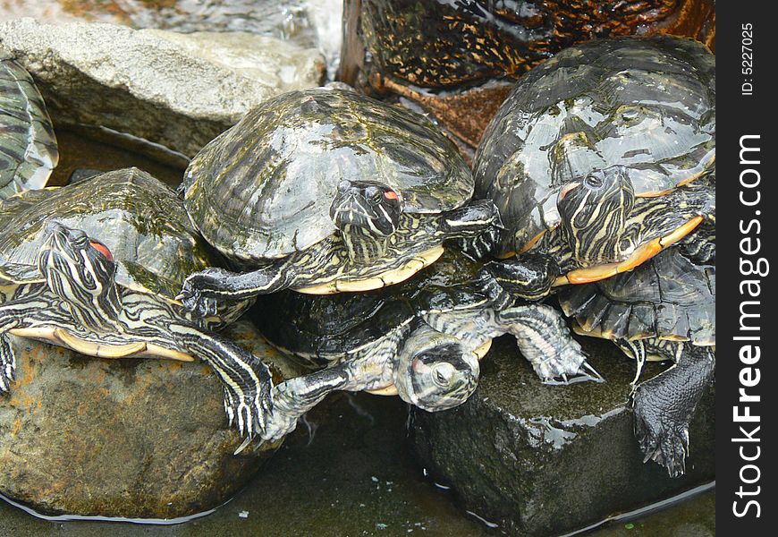 Russia, Penza turtle animal Zoo