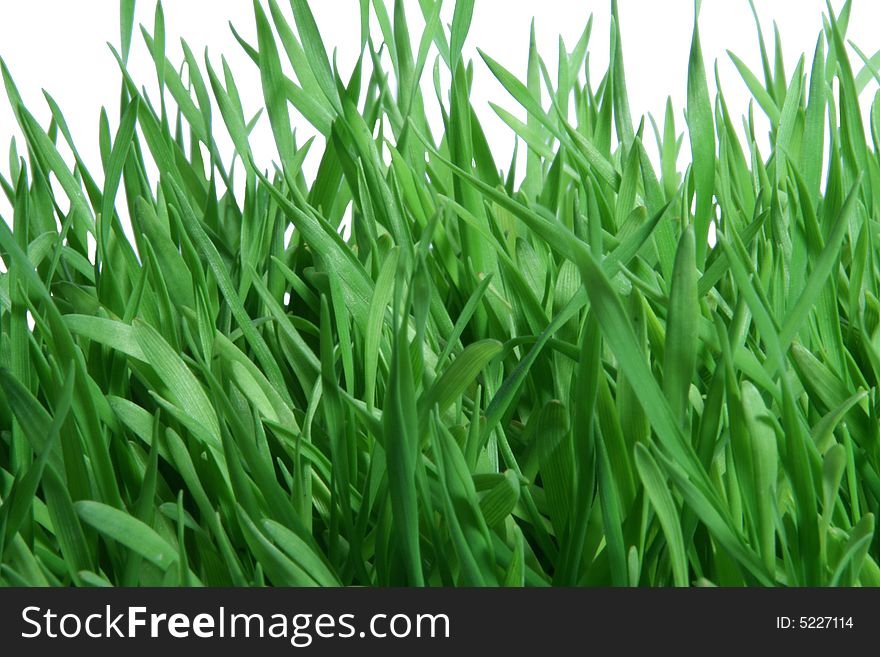 A view of green grass