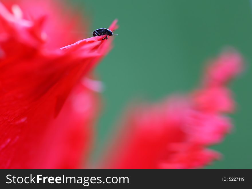 Little bug on the red tulip