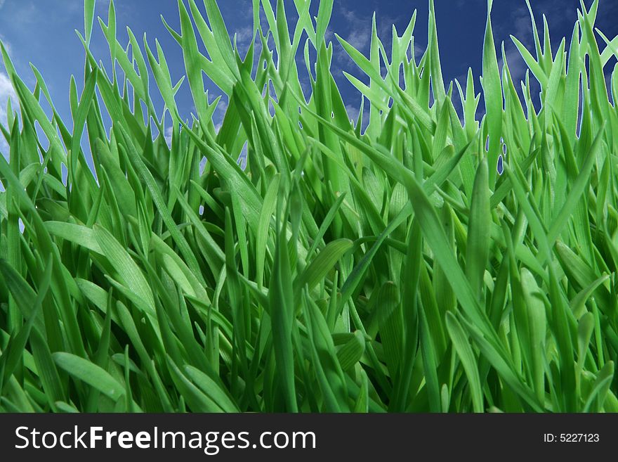 A view of green grass