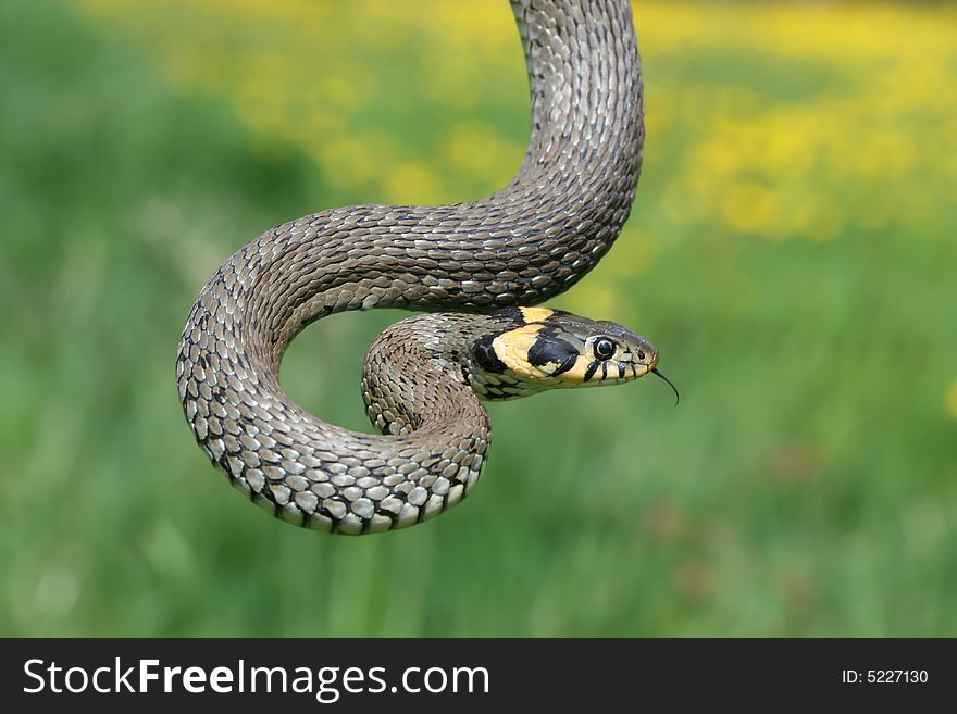Scaly grass-snake on spring meadow