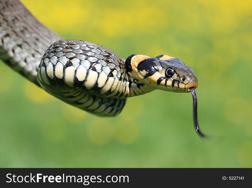 Scaly grass-snake with tongue loll out