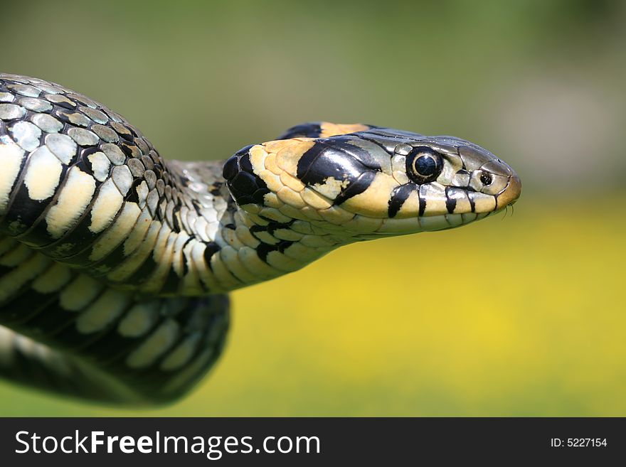 Portrait of scaly grass-snake on spring meadow. Portrait of scaly grass-snake on spring meadow