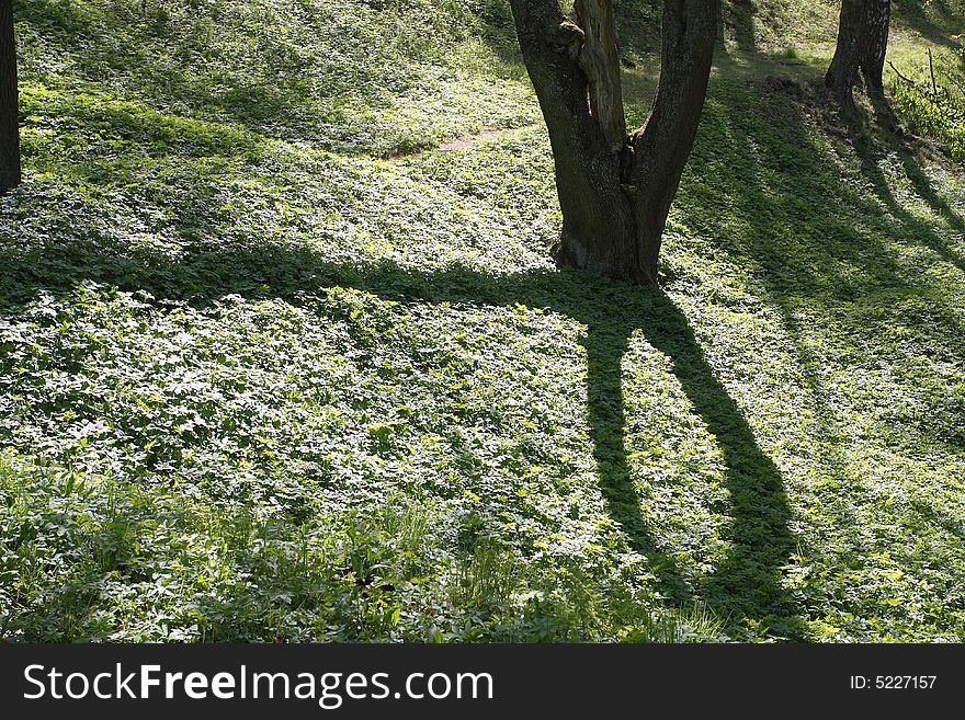 Forest. Shadow Of The Tree At The Spring Grass.