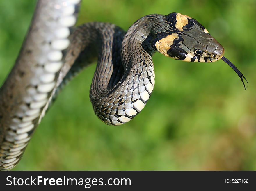 Long Snake