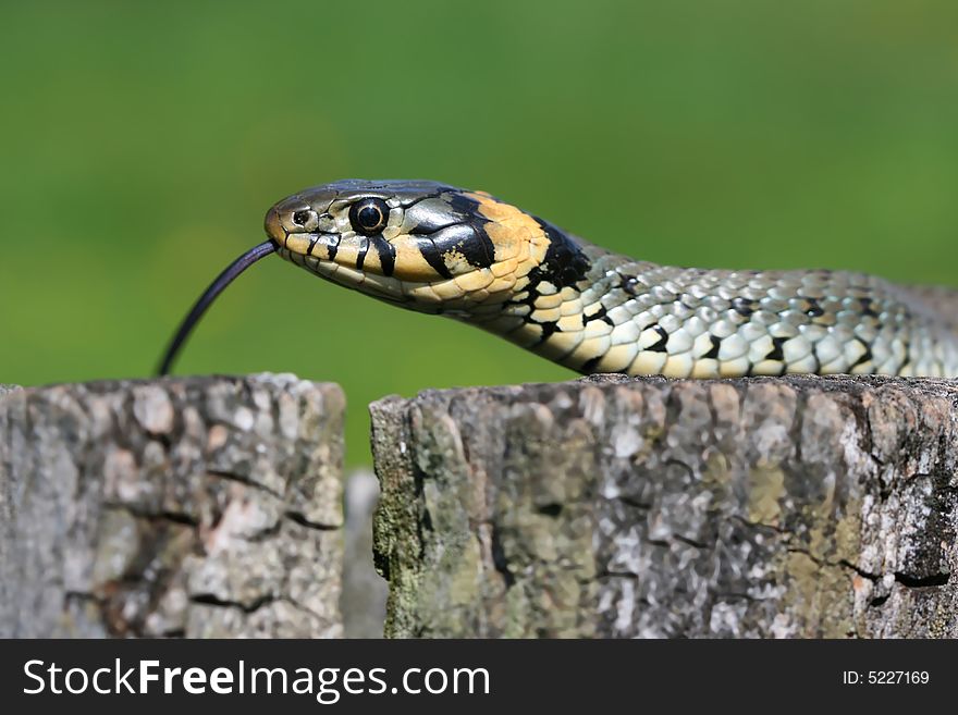 Scaly grass-snake with tongue loll out