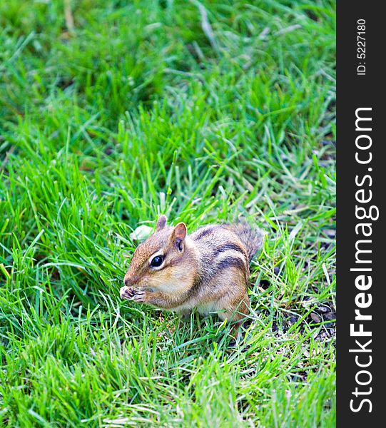 Small chipmunk gathering birdseed in the grass.