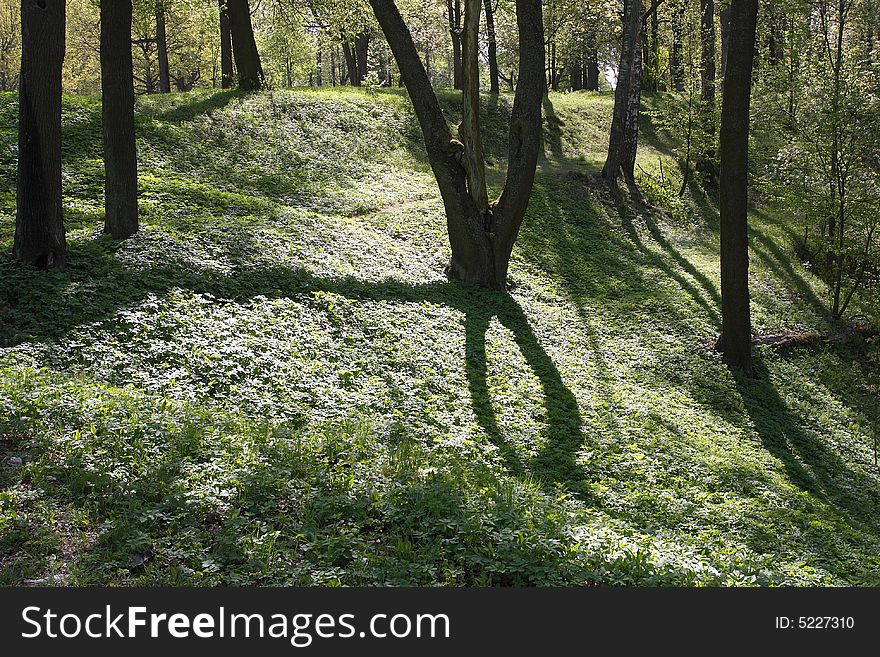 Forest. Shadow of the tree at the spring grass. in Russia