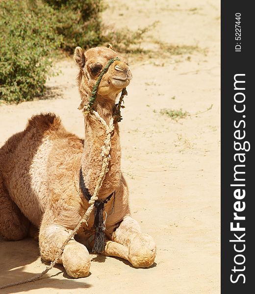 A young camel sitting on sand. A young camel sitting on sand.