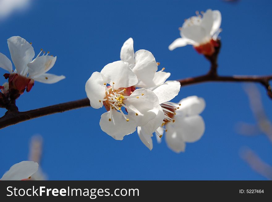 Cherry blossom with blue sky as background