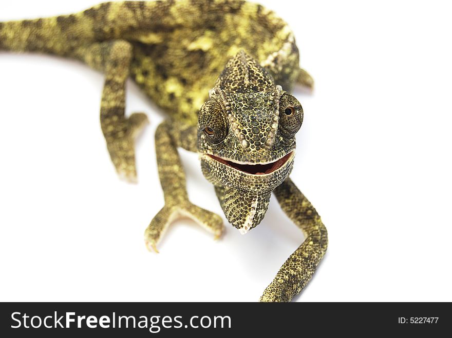 Chameleon walking on a white background. Chameleon walking on a white background.