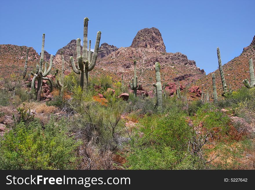 Spring in the desert showing cactus and spring flowers in bloom. Spring in the desert showing cactus and spring flowers in bloom