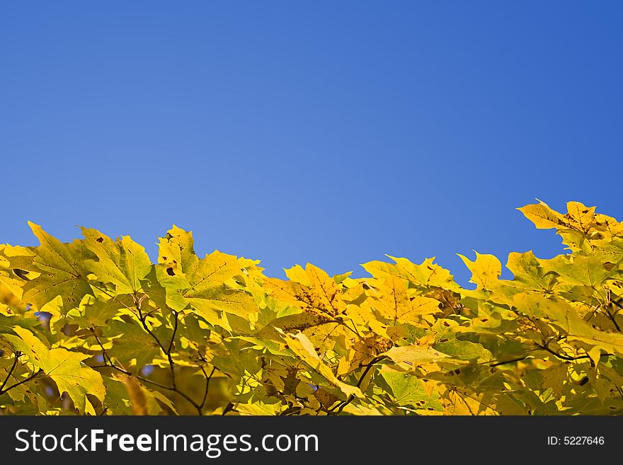 Yellow autumn foliage, view from below. Yellow autumn foliage, view from below