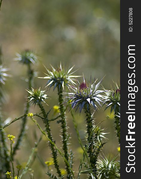 Thorn Flower Thistle Close up with blurred background. Thorn Flower Thistle Close up with blurred background