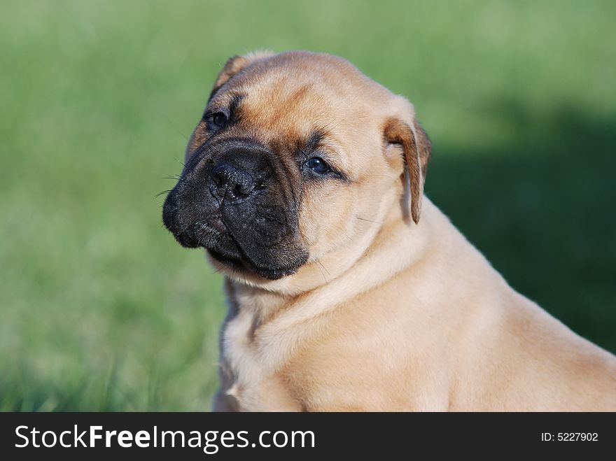 Young bullmastiff dog looking at you