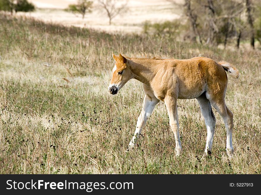 Red dun quarter horse foal in open pasture. Red dun quarter horse foal in open pasture