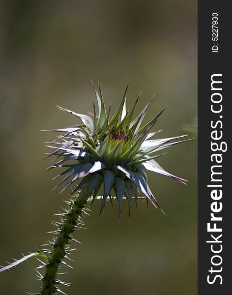 Thorn Flower Thistle Close Up..