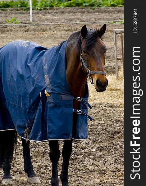 Working horse at the paddock