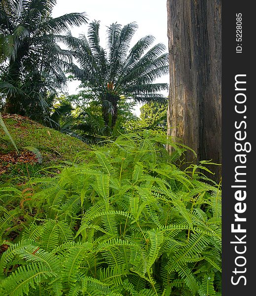 Ferns in a tropical jungle
