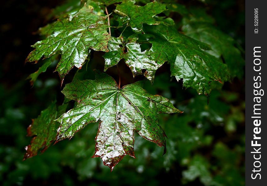 Wet green leafs in dark forest. Wet green leafs in dark forest