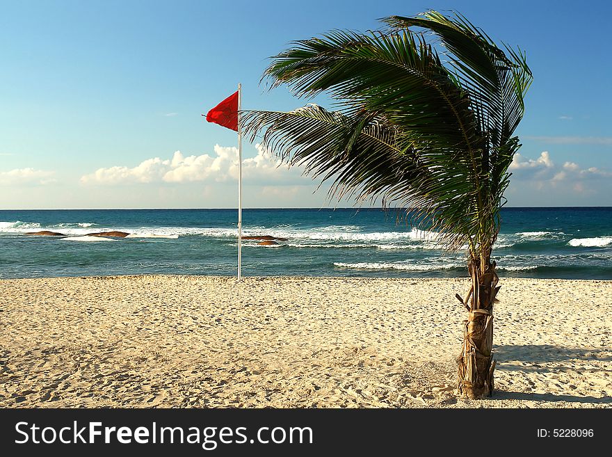 A day of wind in the beach transforms  the palm tree. A day of wind in the beach transforms  the palm tree