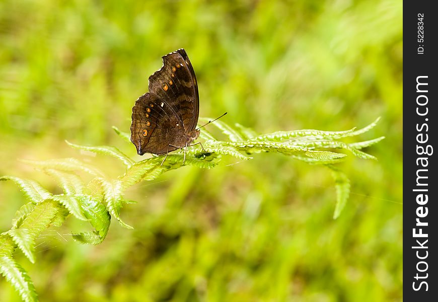 Chocolate Pansy Butterfly resting on frond of fern in the bright sunlight. Chocolate Pansy Butterfly resting on frond of fern in the bright sunlight