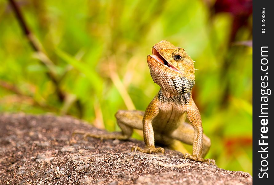 Chameleon sunning on a rock with mouth agape. Chameleon sunning on a rock with mouth agape