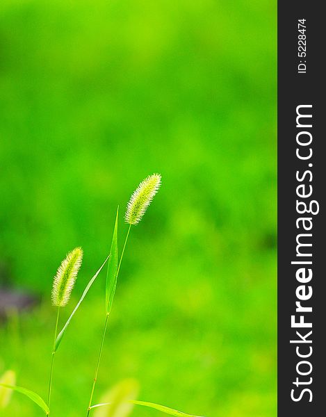 The green bristle grass in a garden of beijing