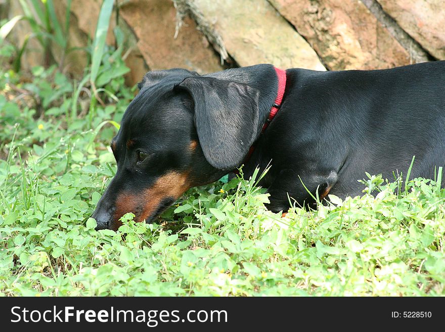 Sniffin Dachshund