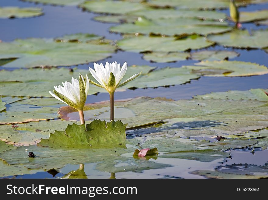 Water lily in the pond, Dominican republic