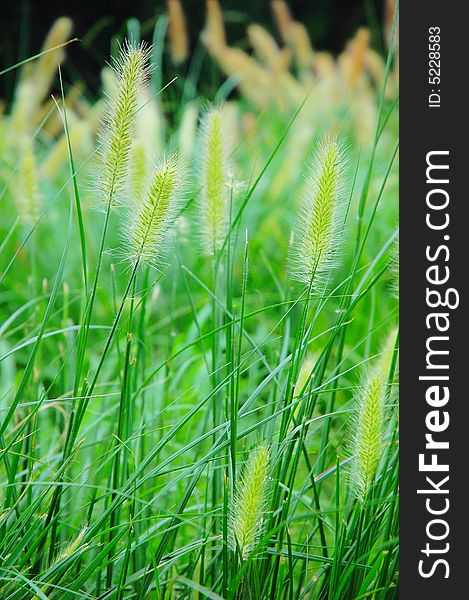 The green bristle grass in a garden of beijing