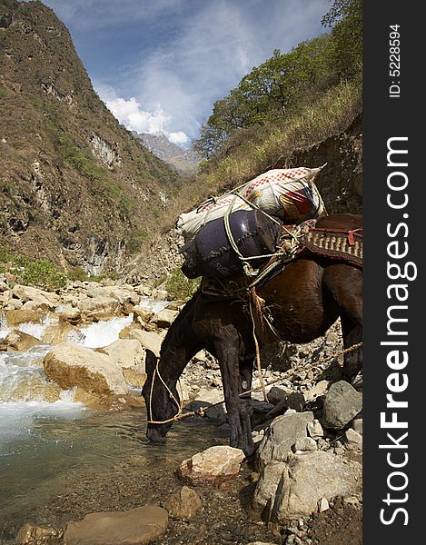 Mule drinking from the Rio Blanco near Cusco, Peru. Mule drinking from the Rio Blanco near Cusco, Peru.