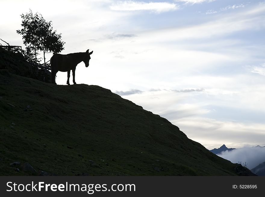 Mule overlooking the Andes at dusk in Peru. Mule overlooking the Andes at dusk in Peru.