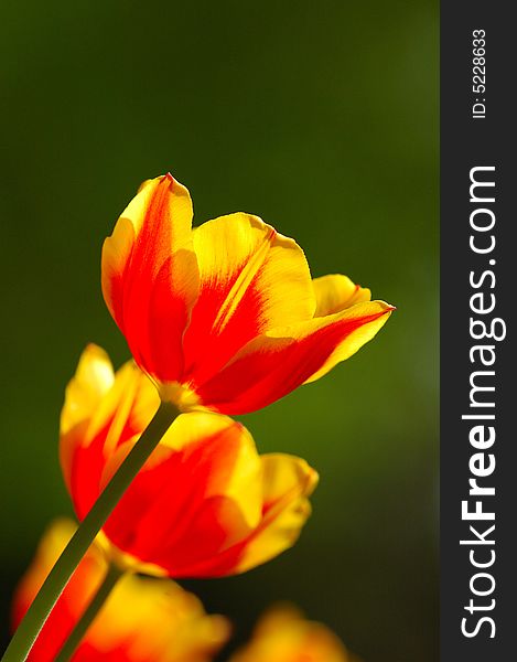 An orange tulips in backlight at noon. pure background. An orange tulips in backlight at noon. pure background