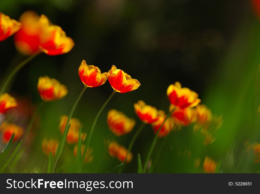 Orange blossoming tulips in green background