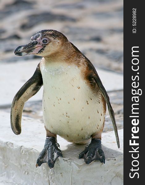 Picture of Peruvian penguin about to jump into the water