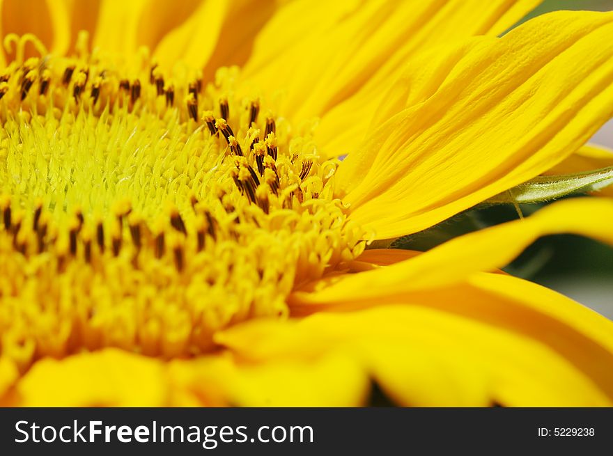 Macro close up shot of sunflower Helianthus annuus. Macro close up shot of sunflower Helianthus annuus