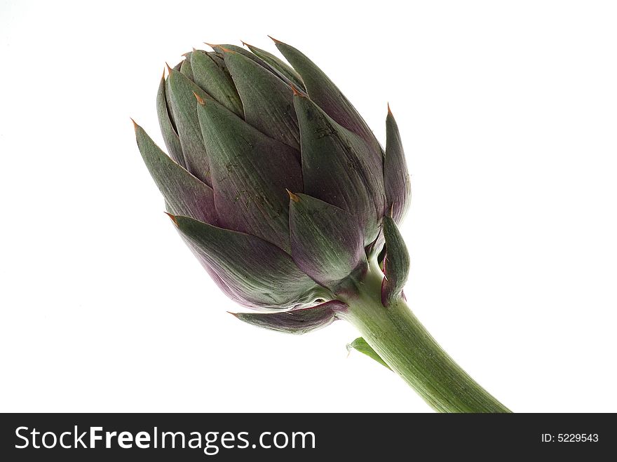 Green artichoke white background studio shot. Green artichoke white background studio shot